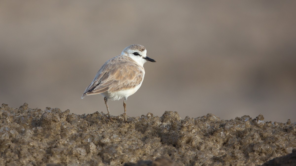 White-fronted Plover - ML625398478