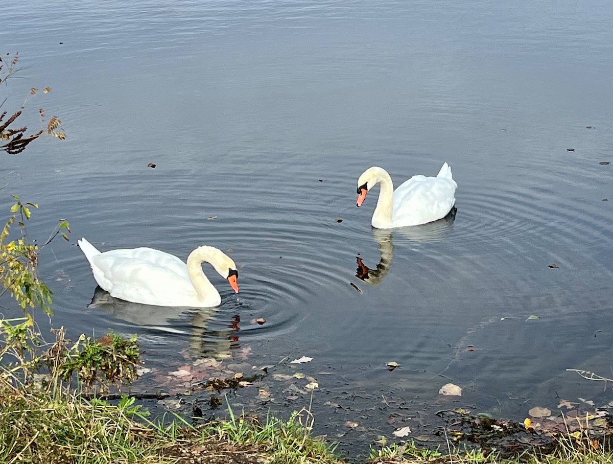 Mute Swan - ML625398515