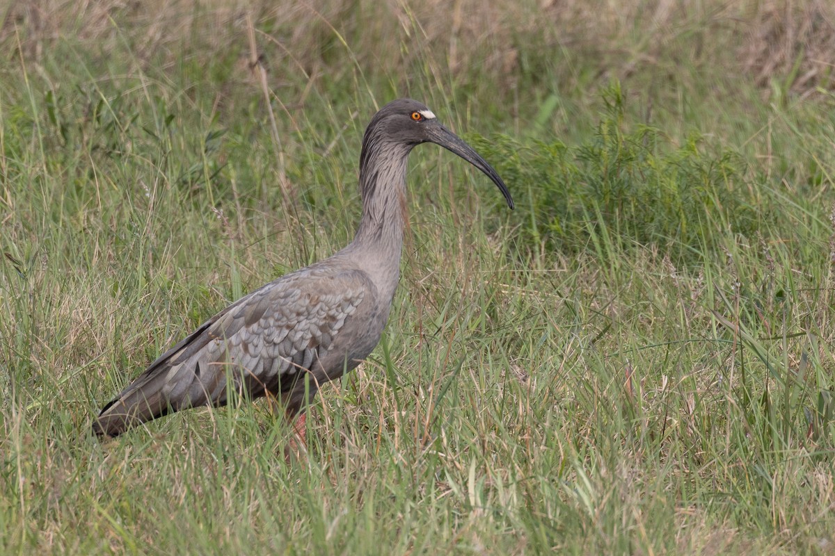 Plumbeous Ibis - Antonio Xeira