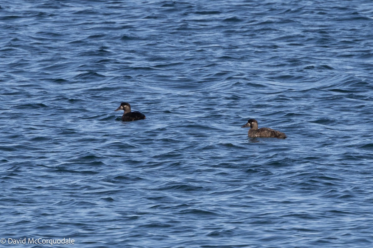 Surf Scoter - ML625398552