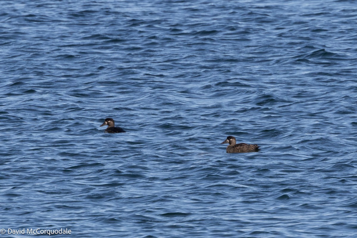 Surf Scoter - ML625398553