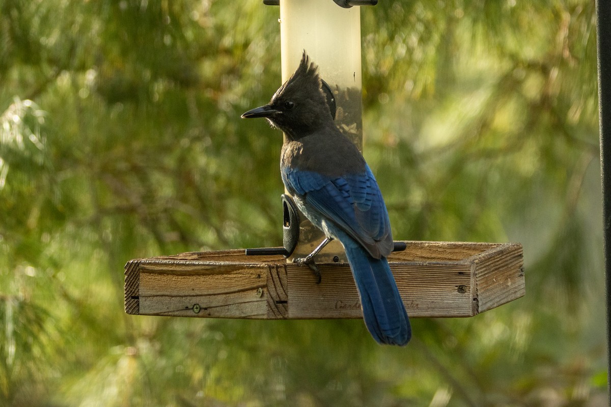 Steller's Jay - ML625398559