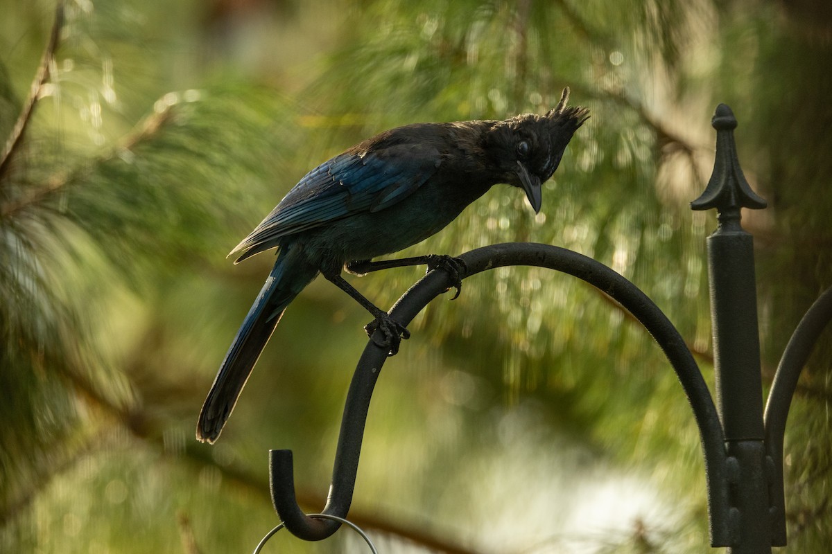 Steller's Jay - ML625398560