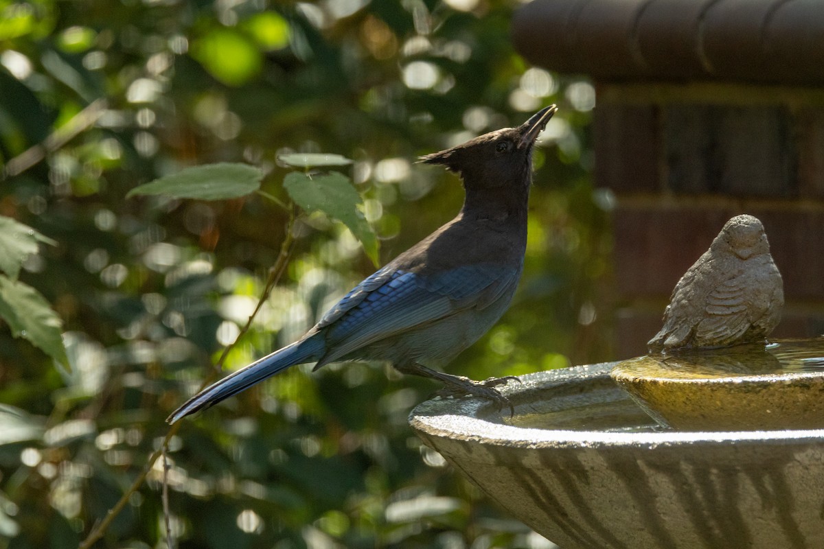 Steller's Jay - ML625398561