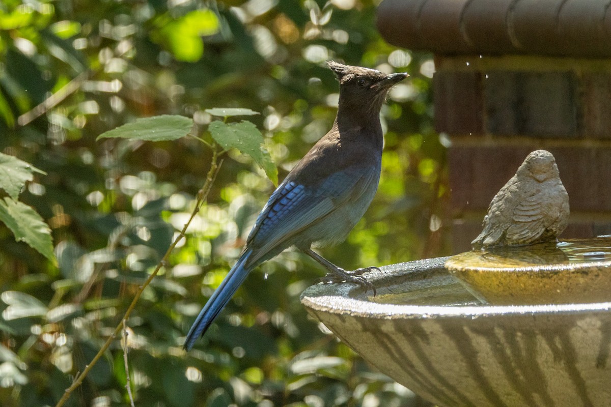 Steller's Jay - ML625398562