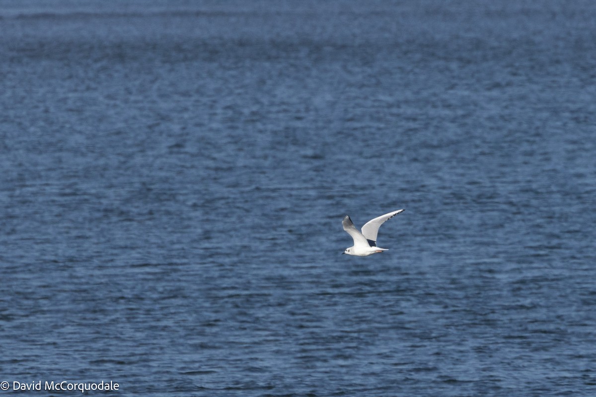 Bonaparte's Gull - ML625398569