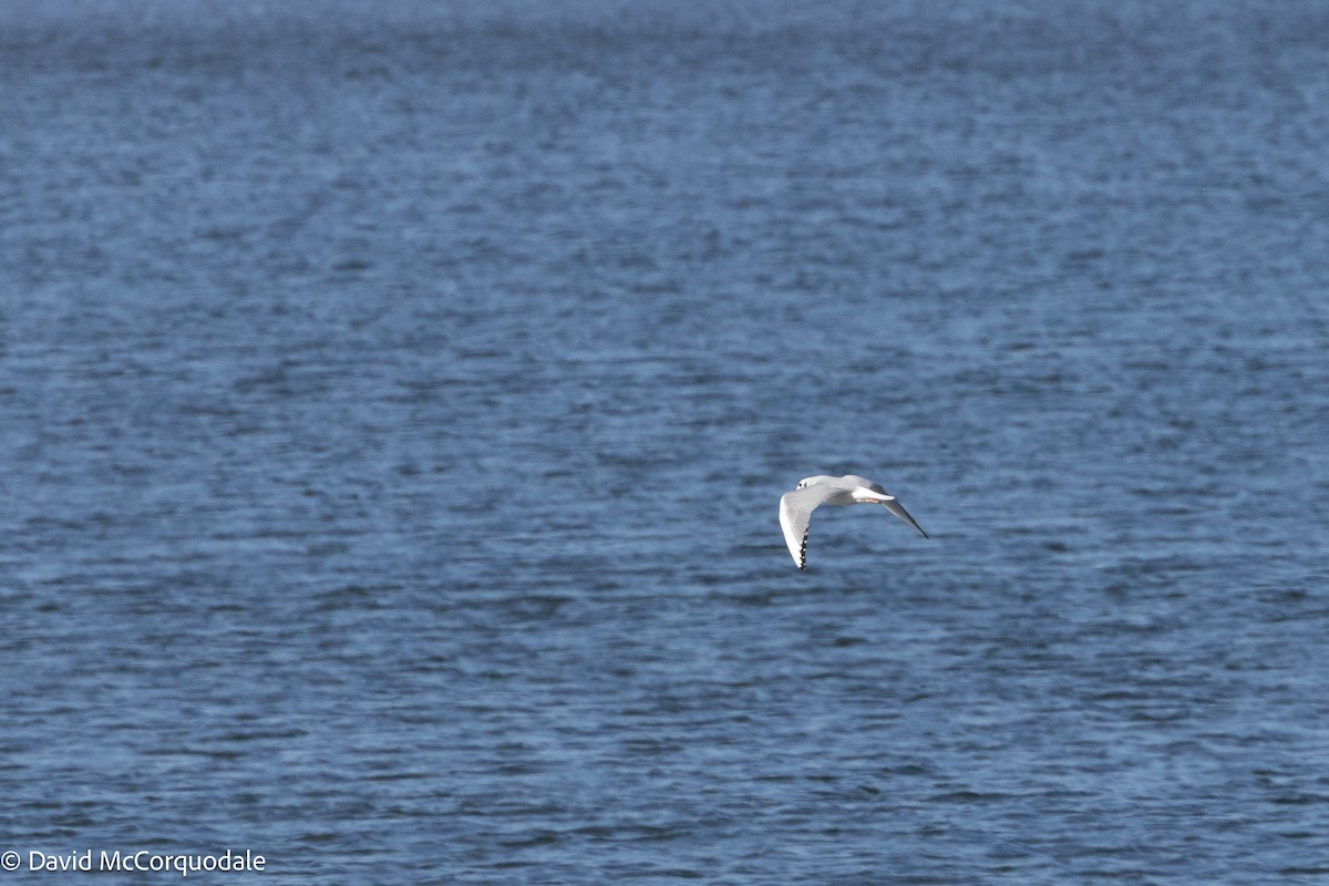 Bonaparte's Gull - ML625398570