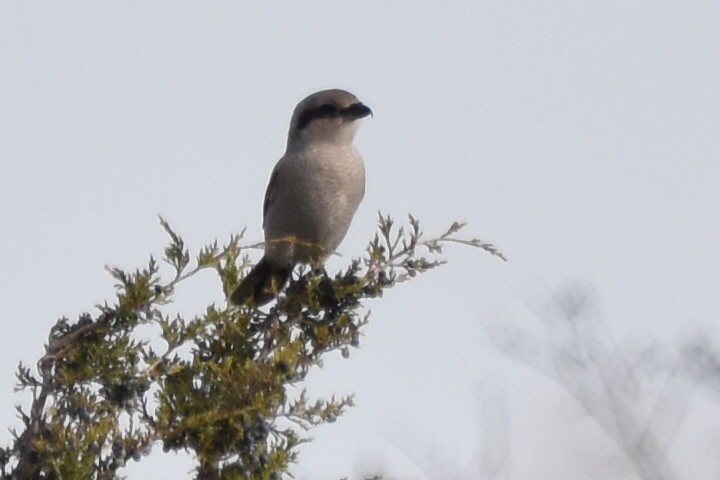 Alcaudón Boreal - ML625398571