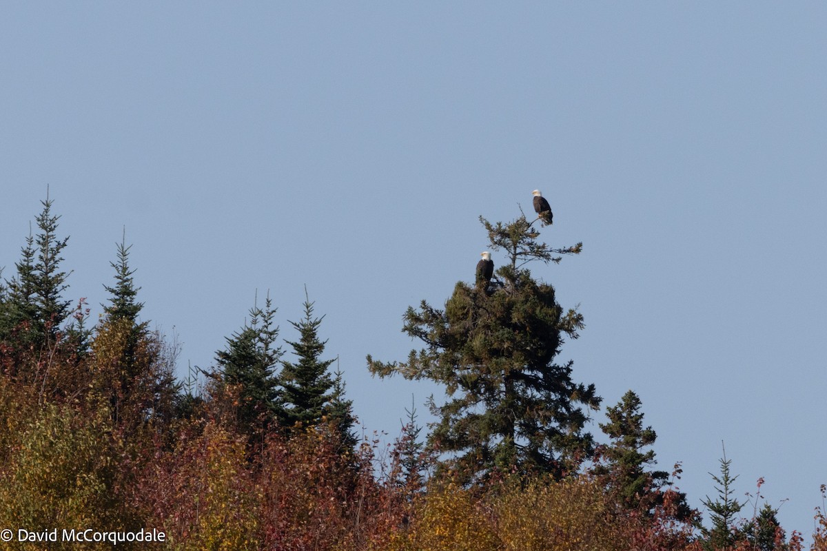 Bald Eagle - ML625398576