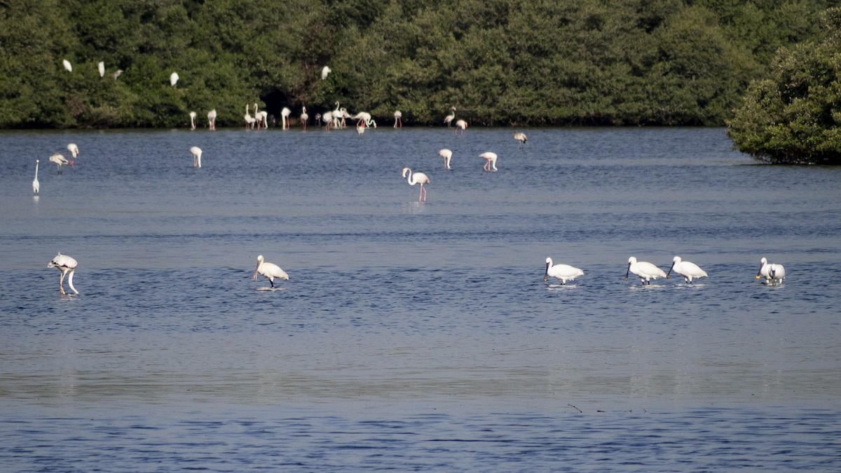 Eurasian Spoonbill - ML625398672