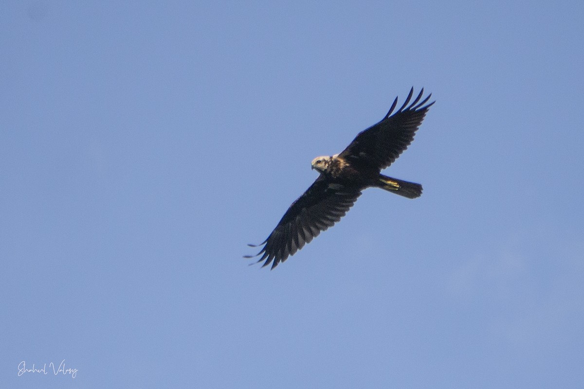 Western Marsh Harrier - ML625398682