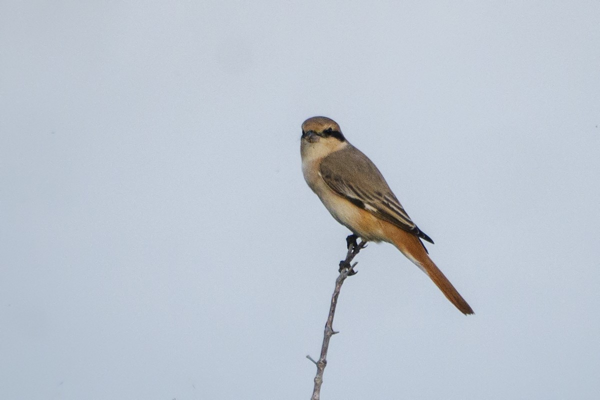 Isabelline Shrike - ML625398689