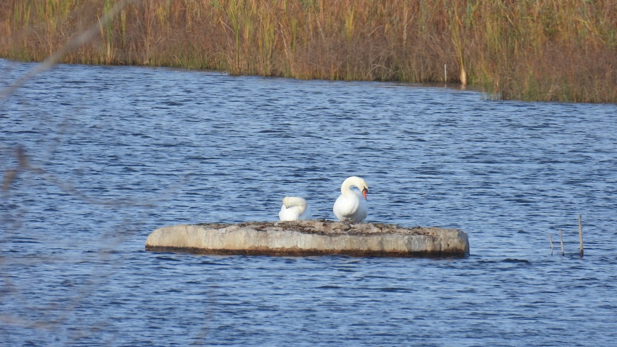 Cygne tuberculé - ML625398719