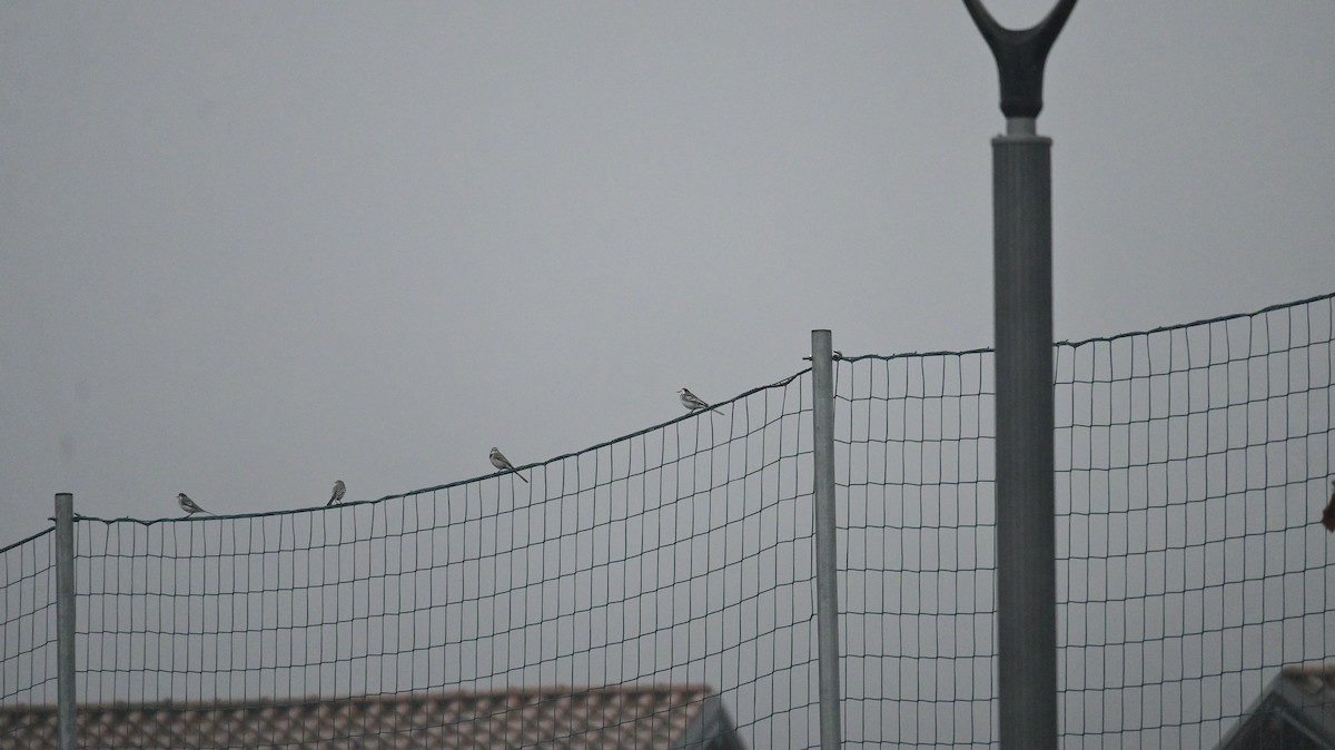 White Wagtail - ML625398745