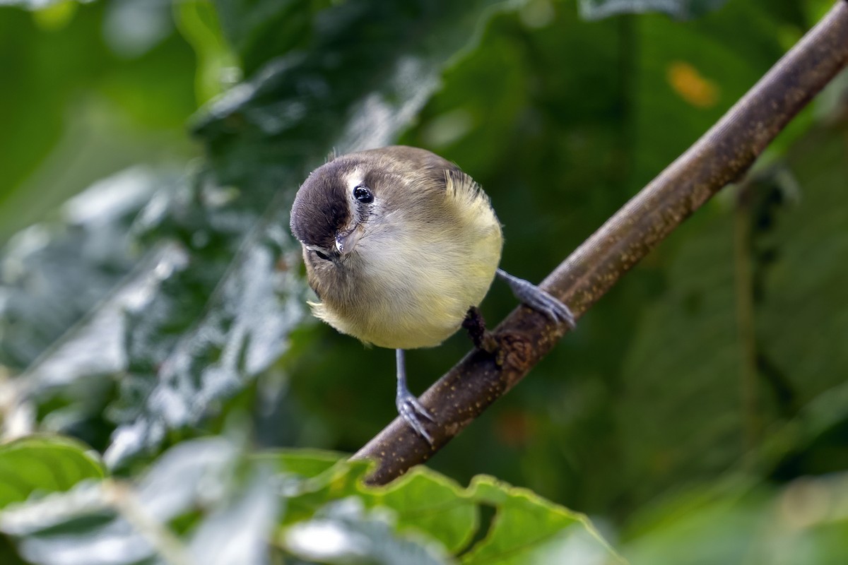 Brown-capped Vireo - ML625398771