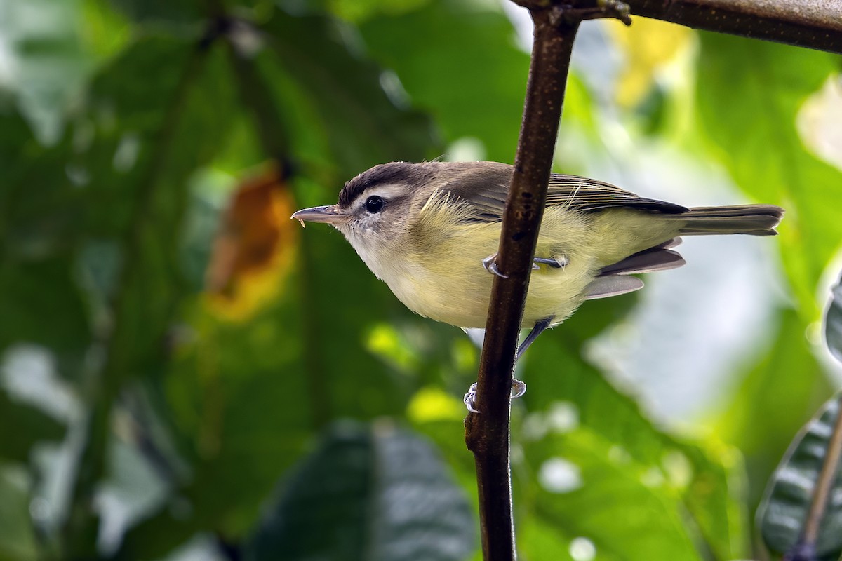 Brown-capped Vireo - ML625398772