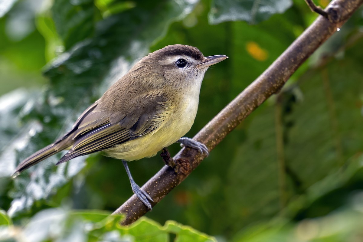 Brown-capped Vireo - ML625398773