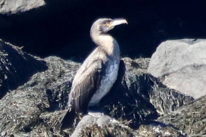 Great Cormorant - ML625398774