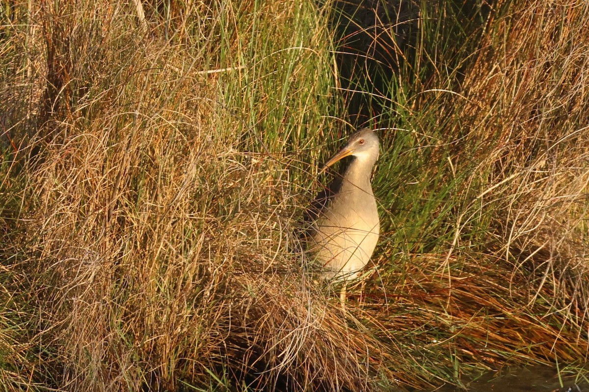 Clapper Rail (Atlantic Coast) - Audrey Whitlock