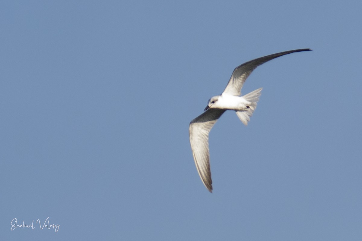 Gull-billed Tern - ML625398962