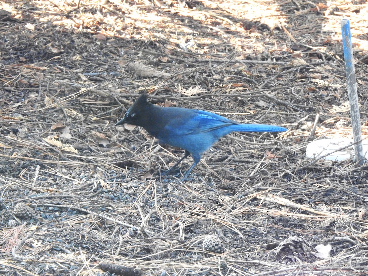 Steller's Jay - ML625399037