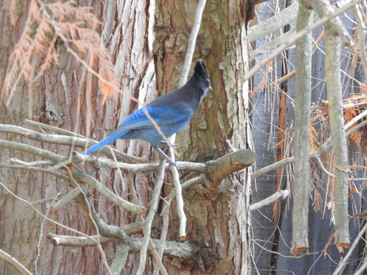 Steller's Jay - ML625399057