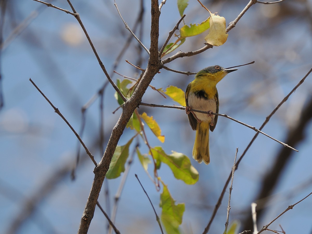 Apalis Pechigualdo - ML625399058