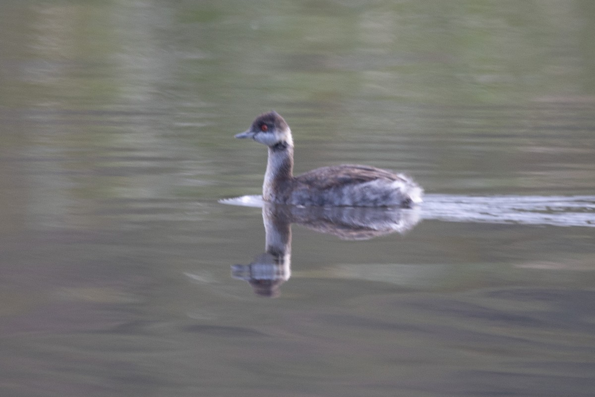 Eared Grebe - ML625399093