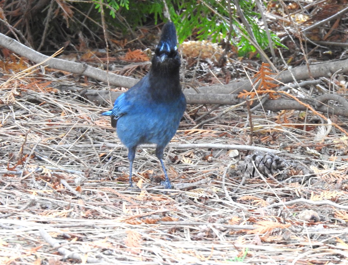 Steller's Jay - ML625399144