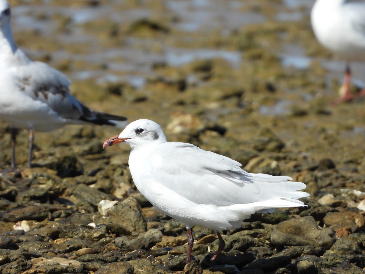 Mouette mélanocéphale - ML625399157