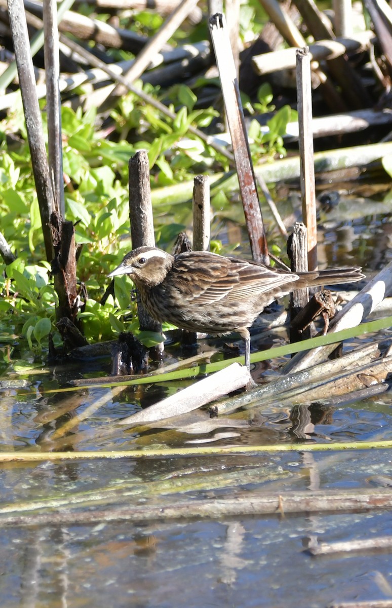 Yellow-winged Blackbird - ML625399186