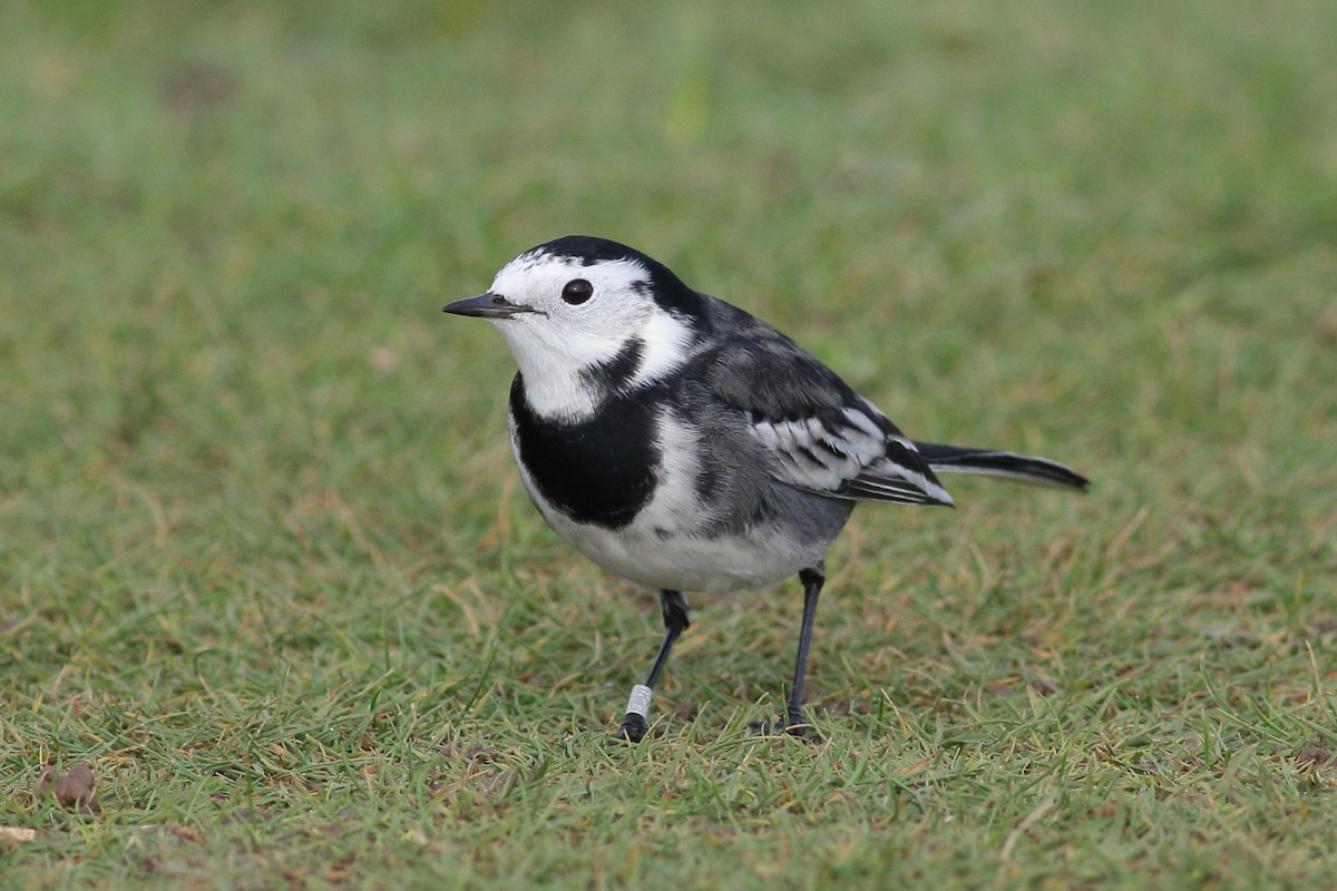 White Wagtail (British) - ML625399286