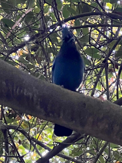 Steller's Jay - ML625399313