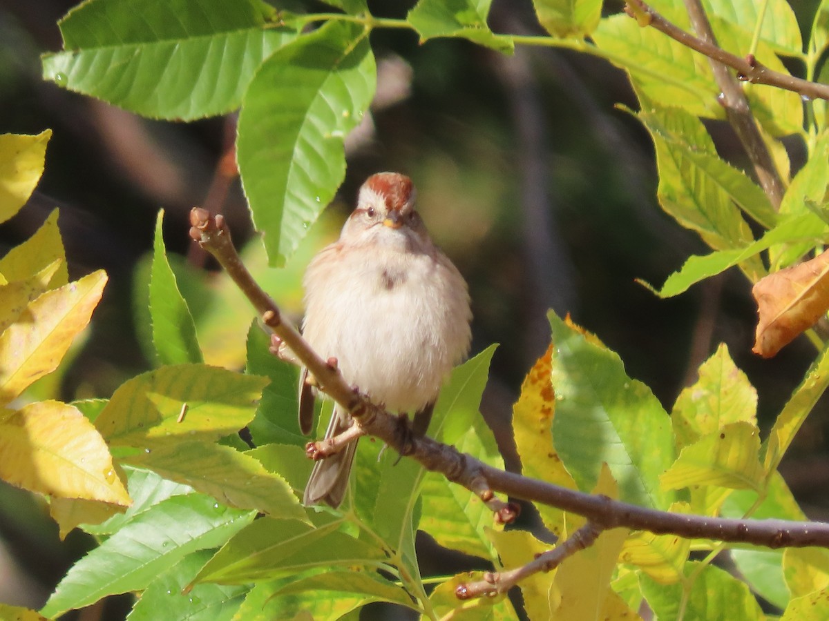 American Tree Sparrow - ML625399317