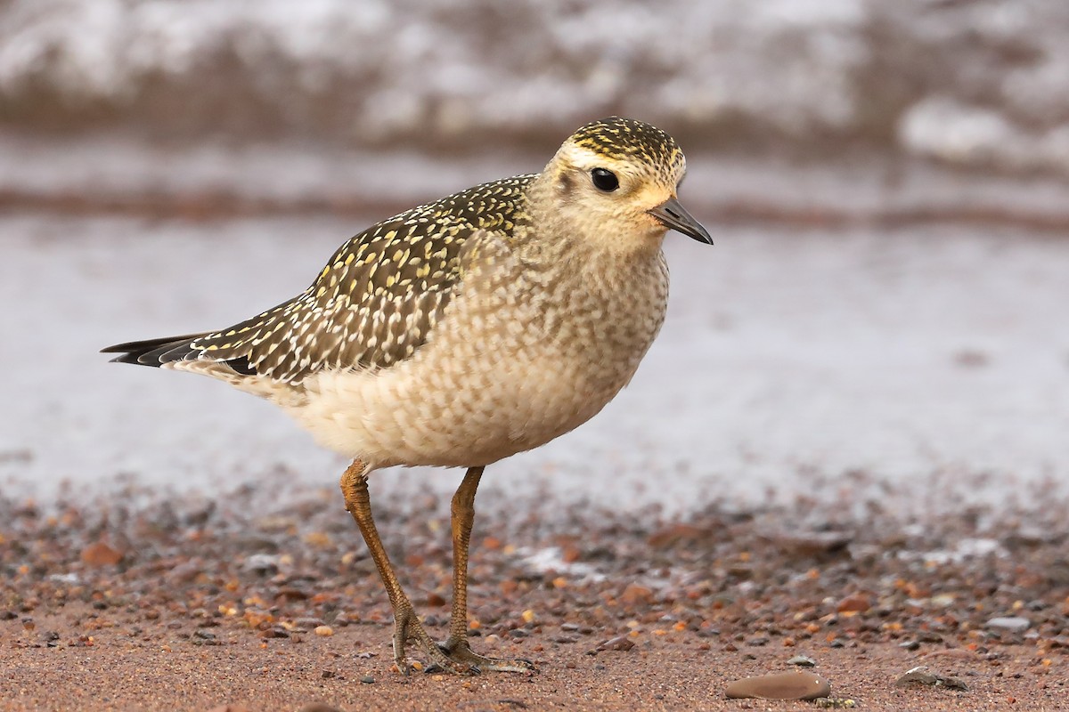 American Golden-Plover - ML625399353