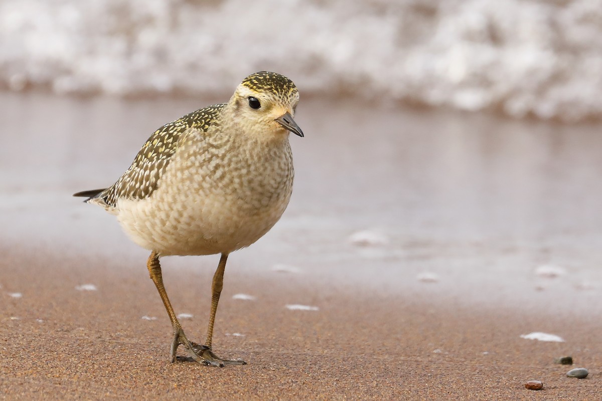 American Golden-Plover - ML625399358