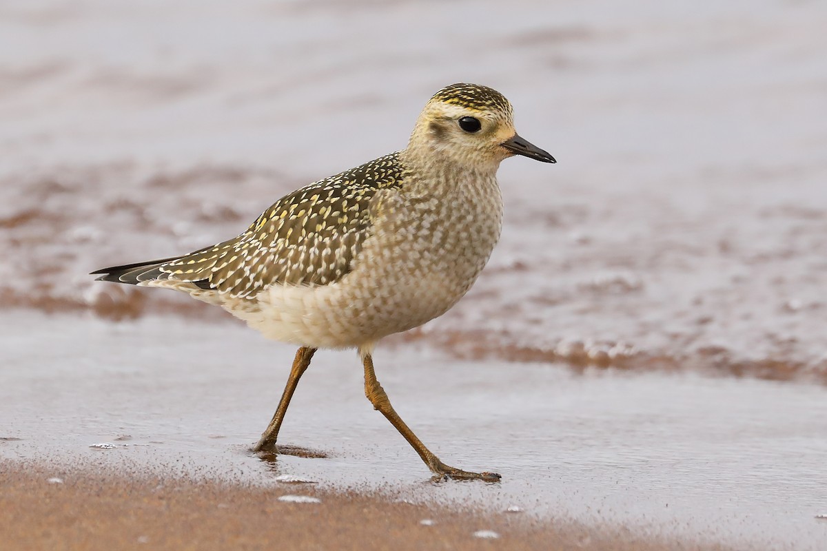 American Golden-Plover - ML625399361