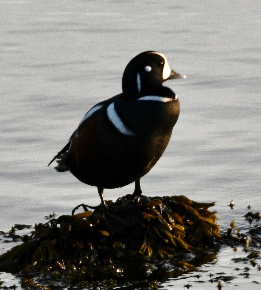 Harlequin Duck - ML625399410