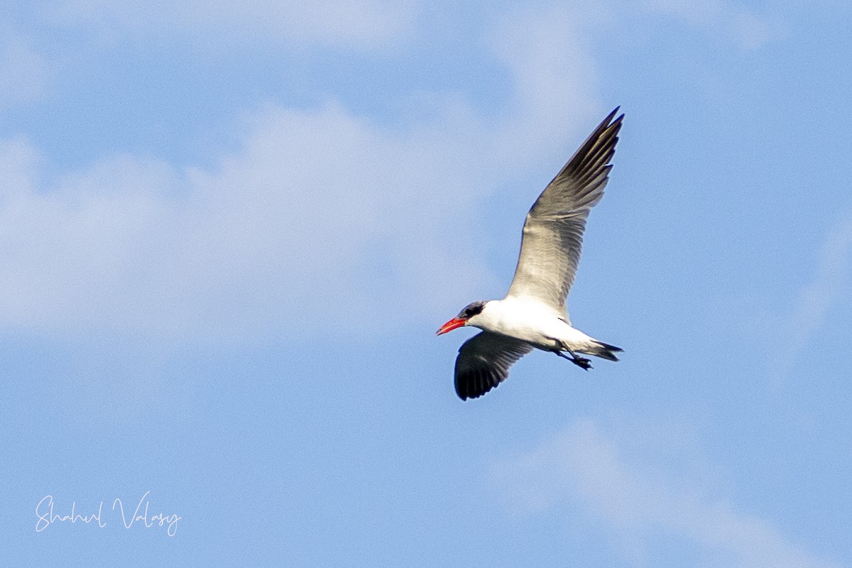 Caspian Tern - ML625399423