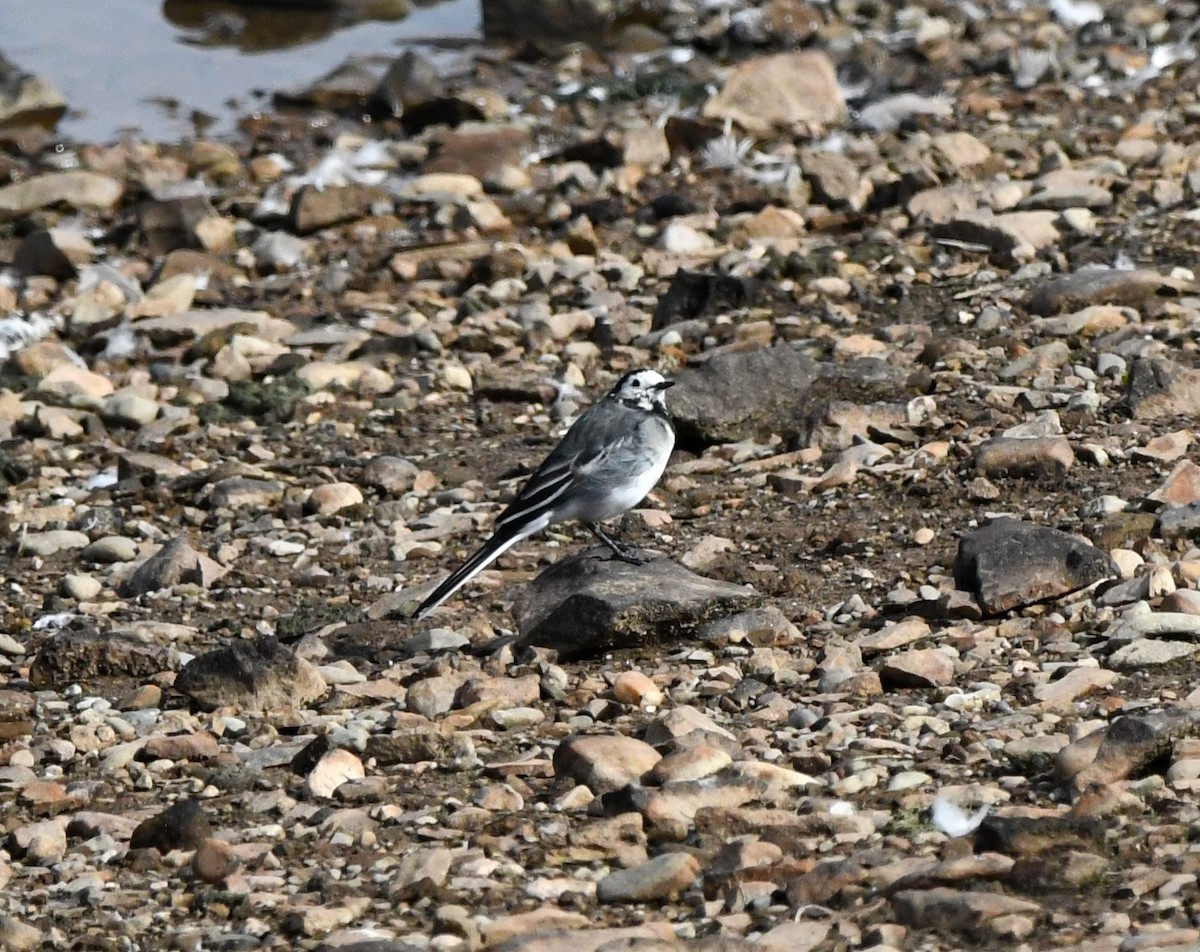 White Wagtail (British) - ML625399483