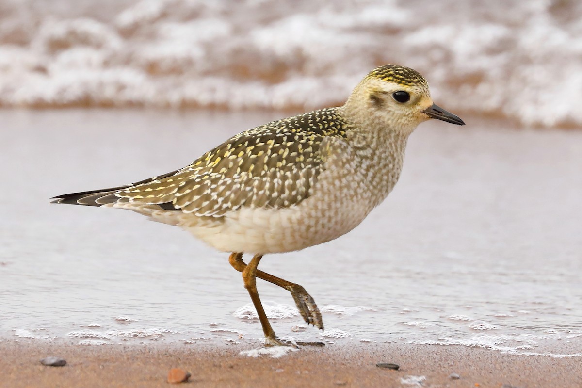 American Golden-Plover - ML625399509