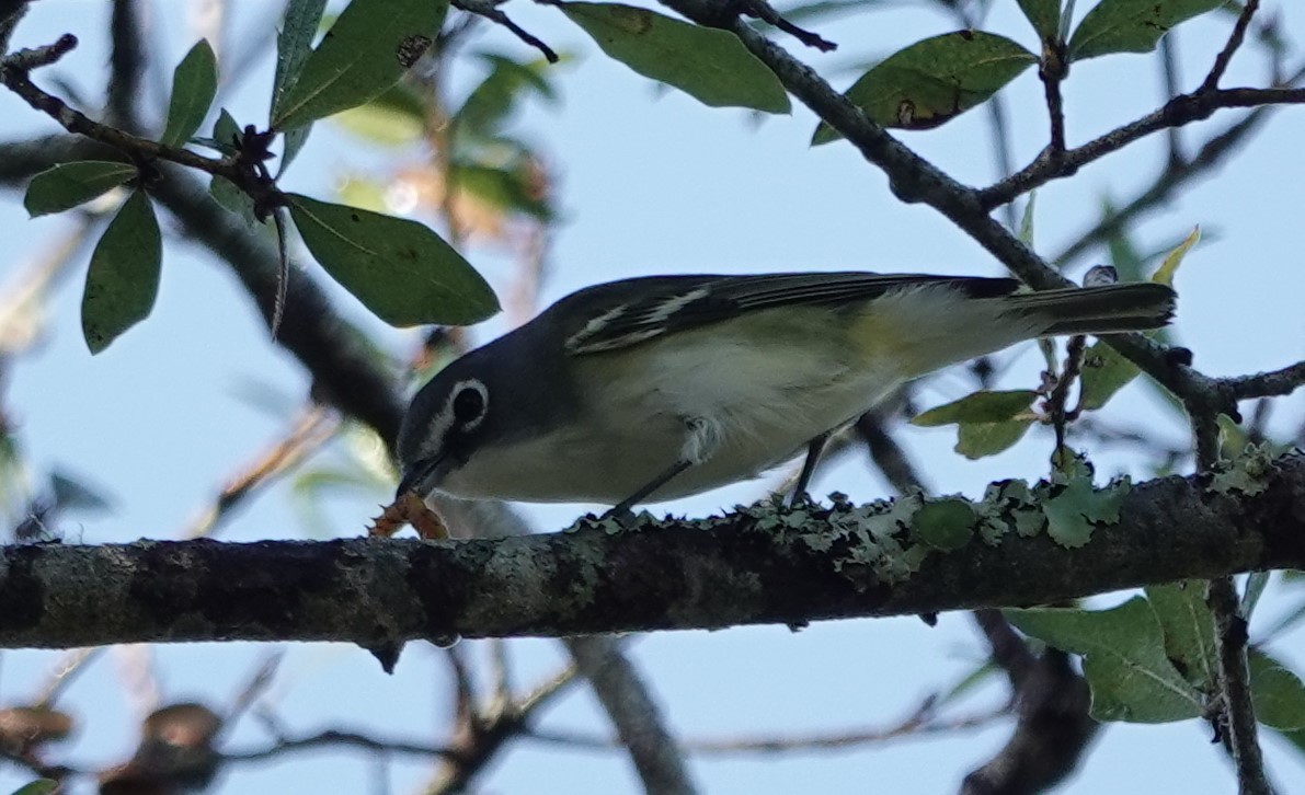 Blue-headed Vireo - ML625399596