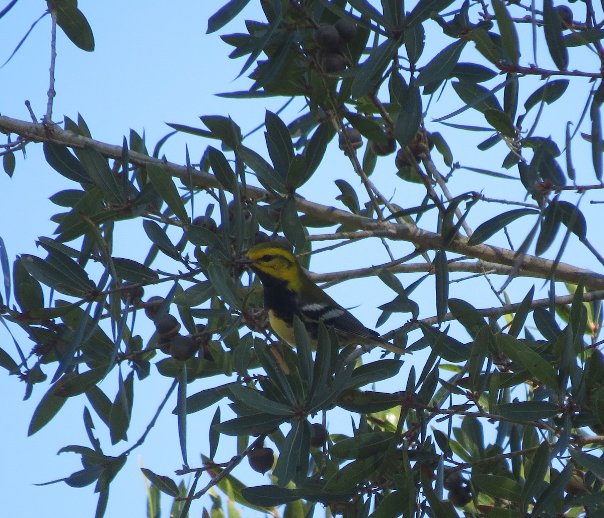 Black-throated Green Warbler - ML625399623