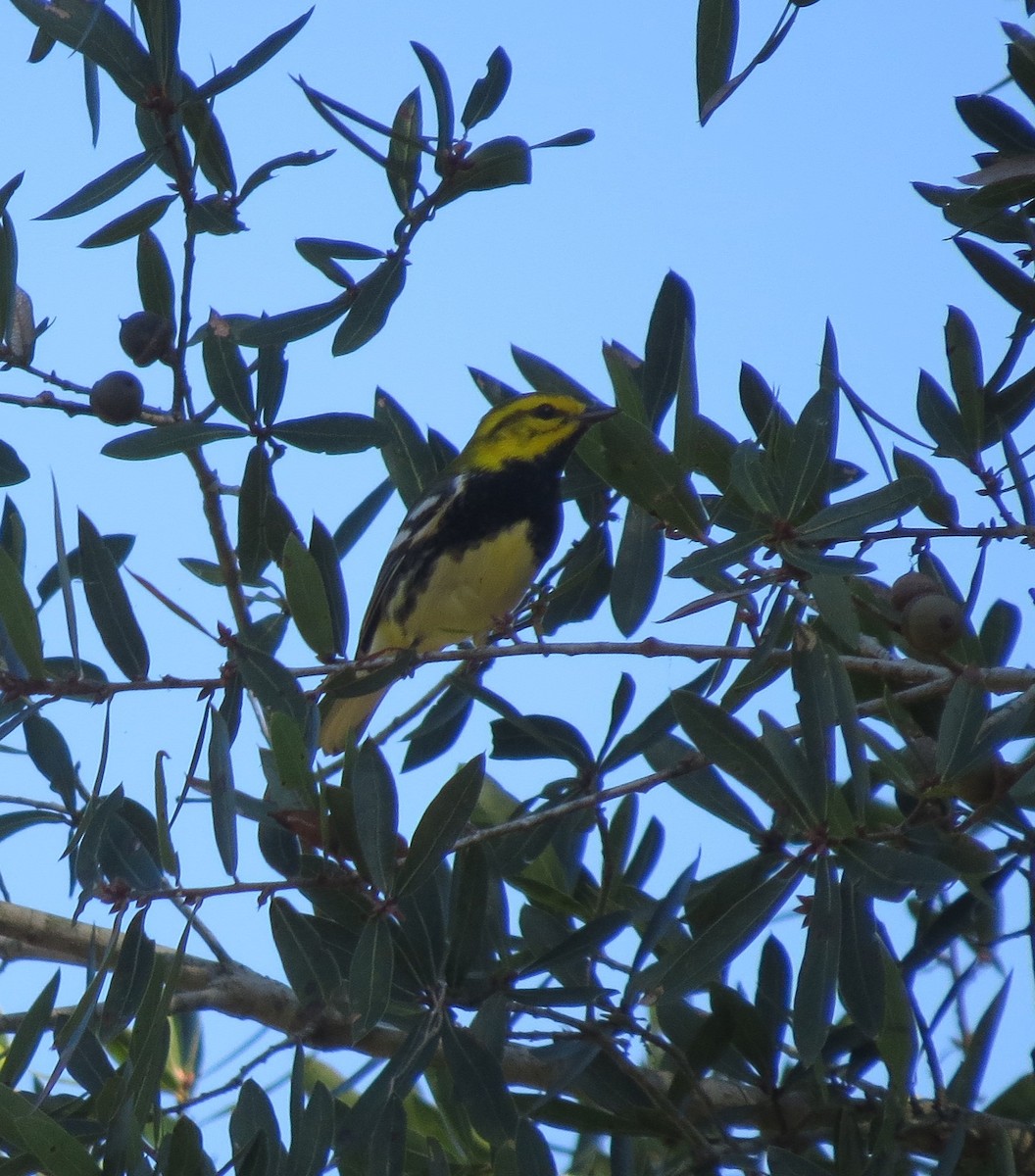 Black-throated Green Warbler - ML625399624