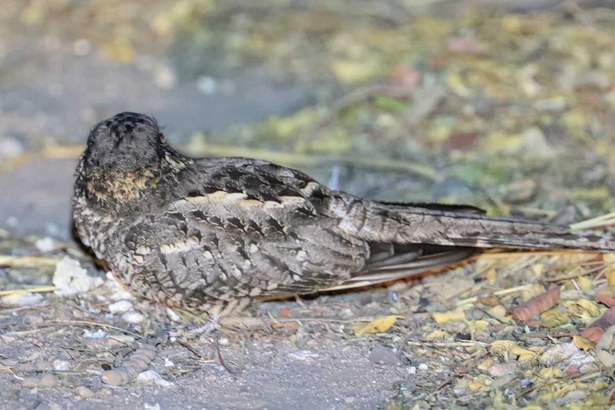 Scissor-tailed Nightjar - ML625399637