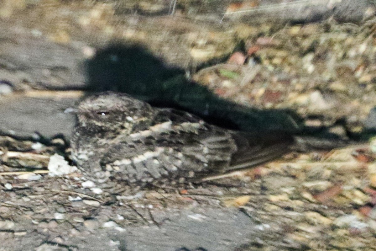 Scissor-tailed Nightjar - ML625399638