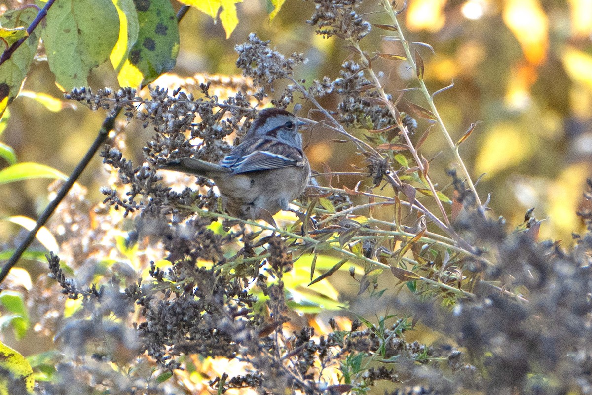 American Tree Sparrow - ML625399640