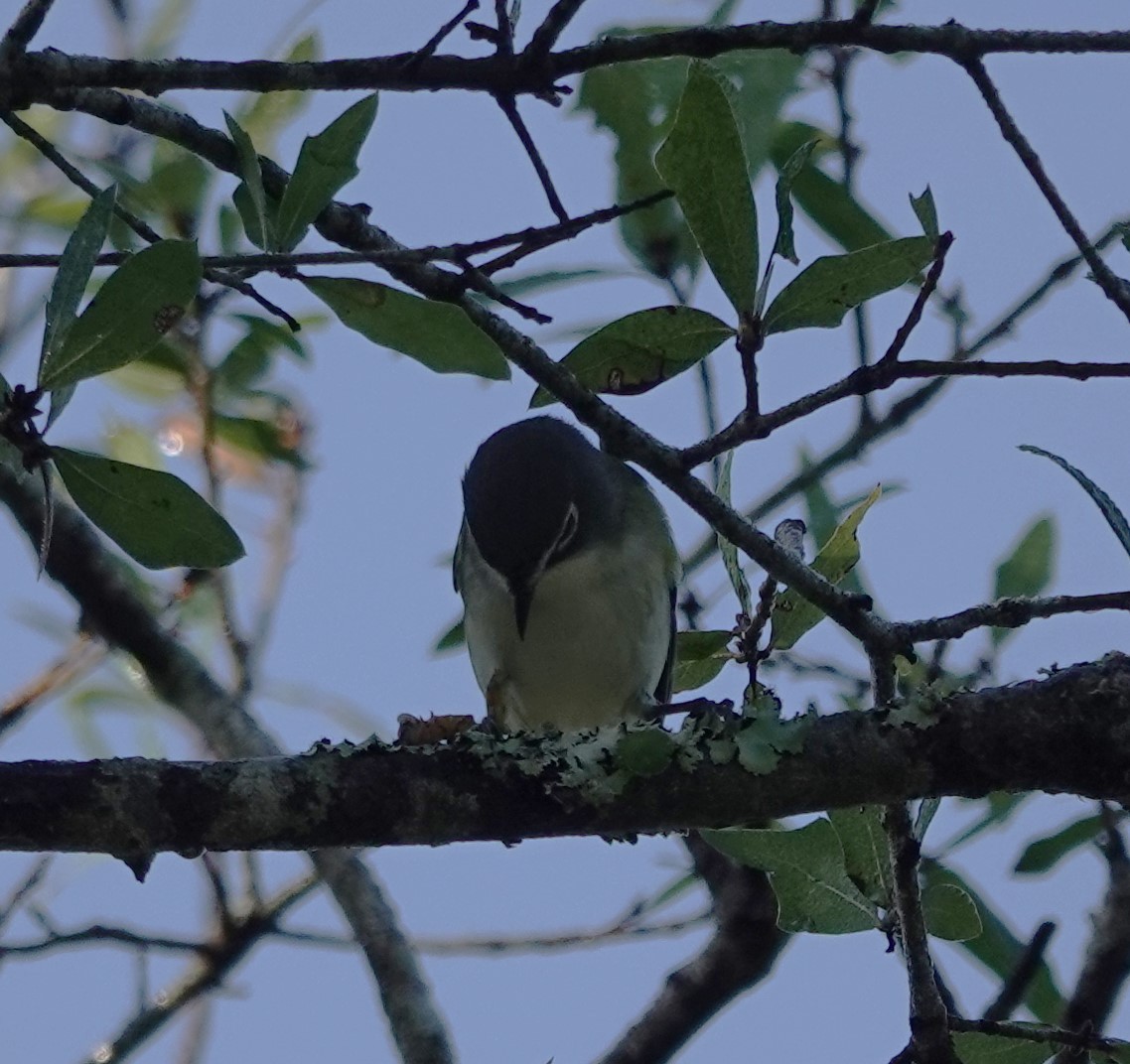 Blue-headed Vireo - John  Paalvast