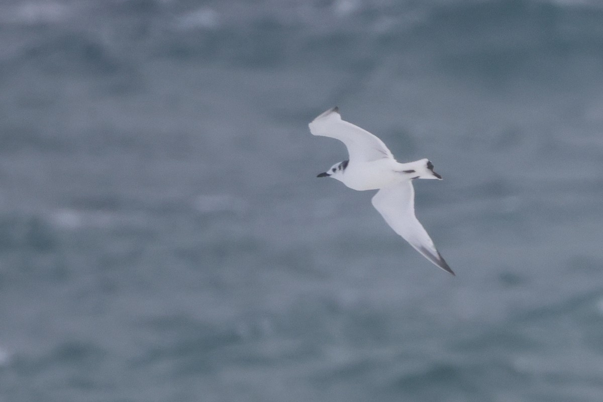 Black-legged Kittiwake - ML625399672