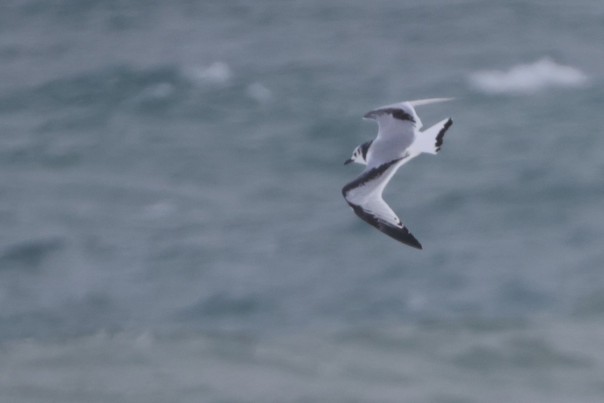 Black-legged Kittiwake - ML625399675